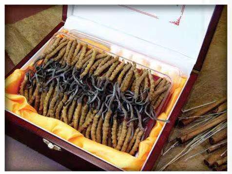 高淳冬虫夏草回收?